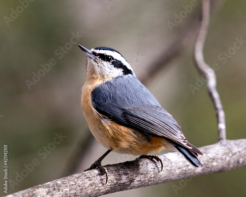 Nuthatch Stock Photos. Close-up profile view perched on a tree branch in its environment and habitat with a blur background, displaying feather plumage and bird tail.  Image. Picture. Portrait. photo