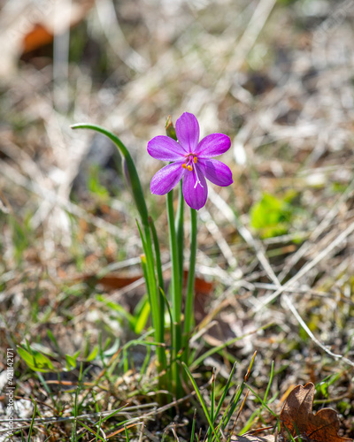 Backlit. Grasswidow (Olsynium douglasii var. douglasii) is a small native wildflower with large purple flowers in the iris family.