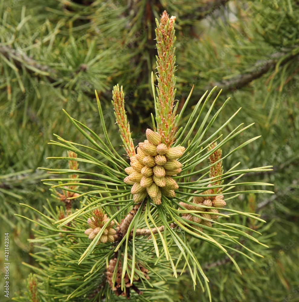 Lodgepole Pine (Pinus contorta) cones and needles in Beartooth Mountains, Montana Lodgepole Pine (Pinus contorta) cones and needles in Beartooth Mountains, Montana