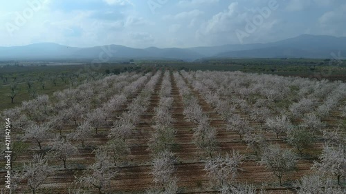 Bird's eye view of almond trees in bloom in fields in Spain.