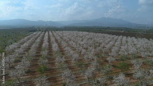 Bird's eye view of almond trees in bloom in fields in Spain.