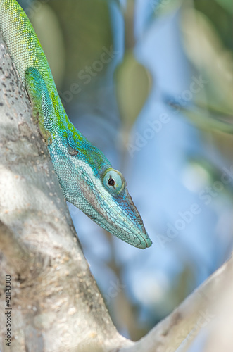 Cuban Anole False Chameleon Lizard