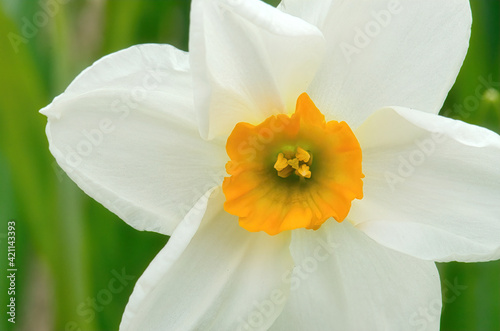 A yellow narcissus flower   Narcissus pseudonarcissus