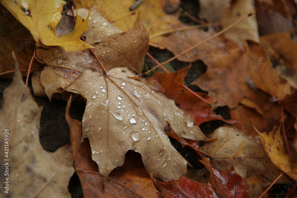 oak leaf on the ground