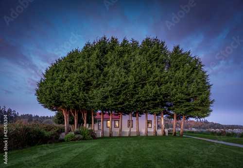 Small Grove of Trees - Hansville, WA photo