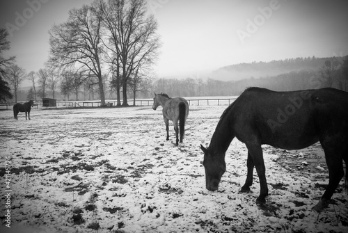 Winter Landscape with Three Horses