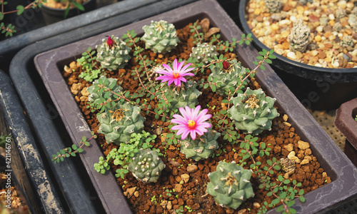 flowers on the cactus in the planting pot