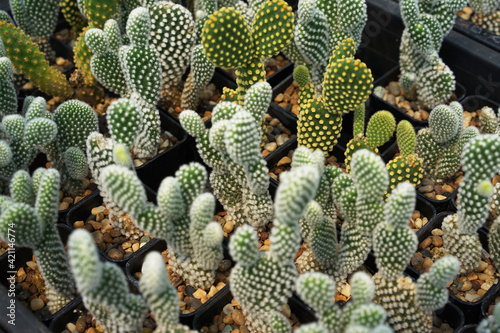 Cactus in the planting pots