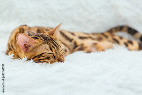 Bengal kitty cat laying on the white fury blanket © Smile