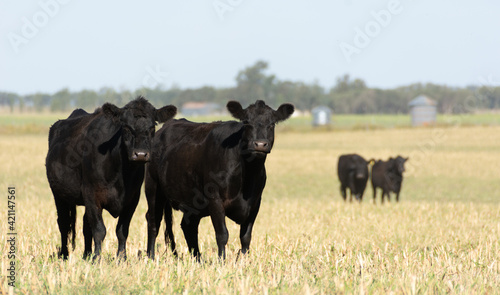 Angus cattle farm in the pampas