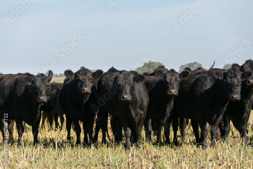 Angus cattle farm in the pampas