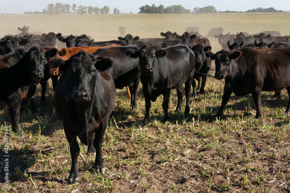 Angus cattle farm in the pampas