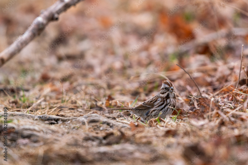 House Sparrow looking at the camera House Sparrow looking at the camera