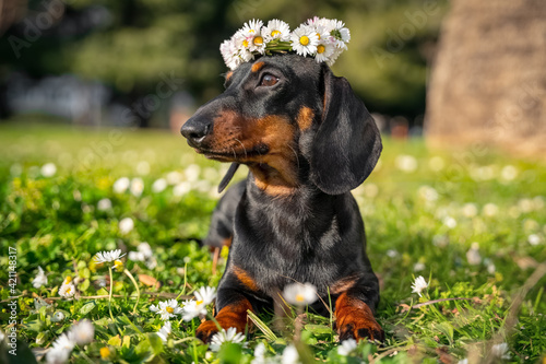Portrait of lovely dachshund dog with beautiful flower wreath on its head in forest front view, blurred background copy space. Greeting postcard