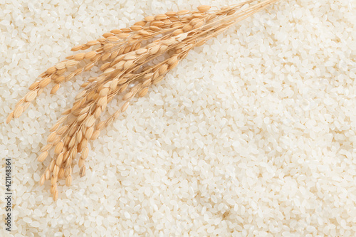 お米と稲の背景素材