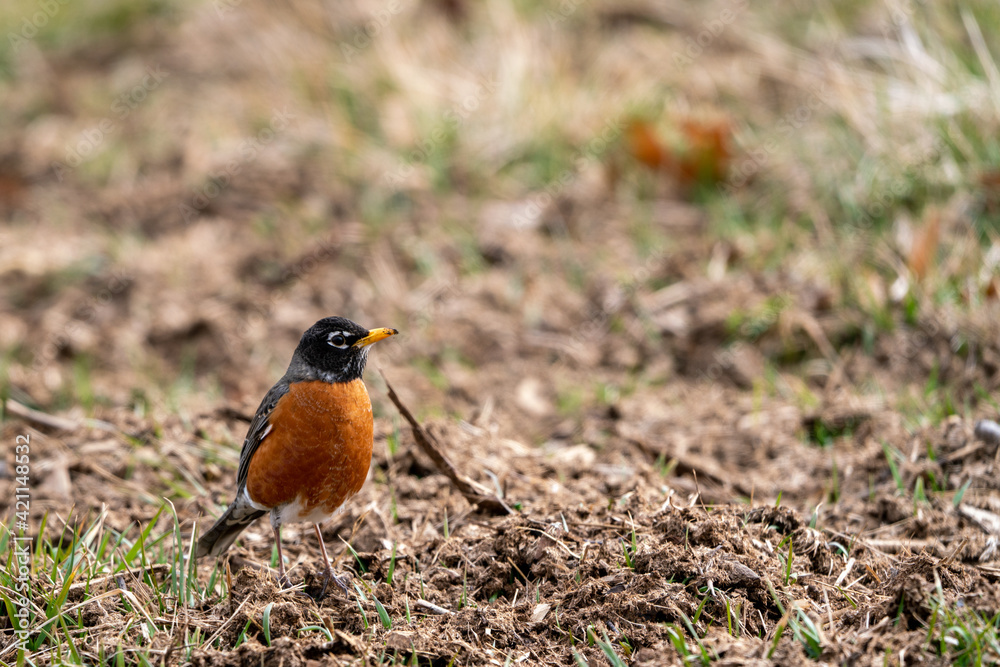 Robin foraging in the dirt Robin foraging in the dirt