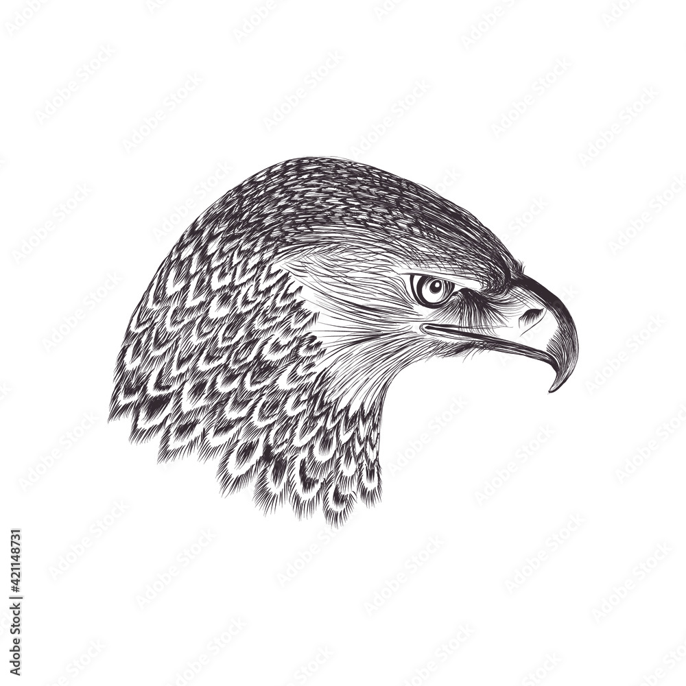Fototapeta premium eagle head isolated on white