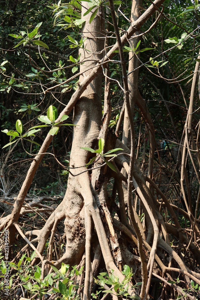 tree in the forest