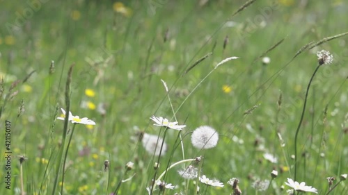 Eine blühende Wiese im Sommer, mit Löwenzahn, Margeriten, Spitzwegerich und verschiedenen Gräsern