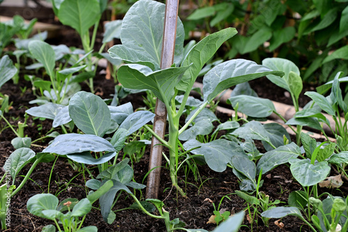 Closeup of Fresh green vegetables Green vegetables are planted in the field at Thailand.