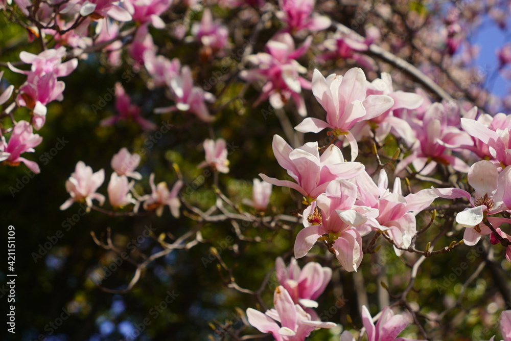 pink flowers pink flowers