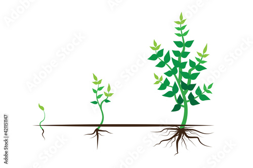 Green plant growth process. Flat cartoon style. Vector stage. Tree vector icon. Stock image. EPS 10.