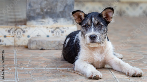 Cute stray dogs