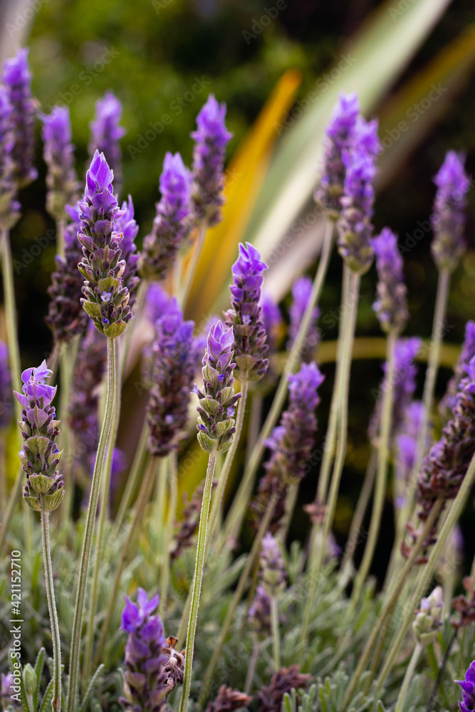 Obraz premium lavender flowers in region
