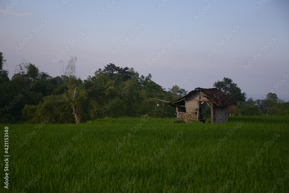 views of rice fields and shack houses in the morning with cool nuances. views of rice fields and shack houses in the morning with cool nuances.