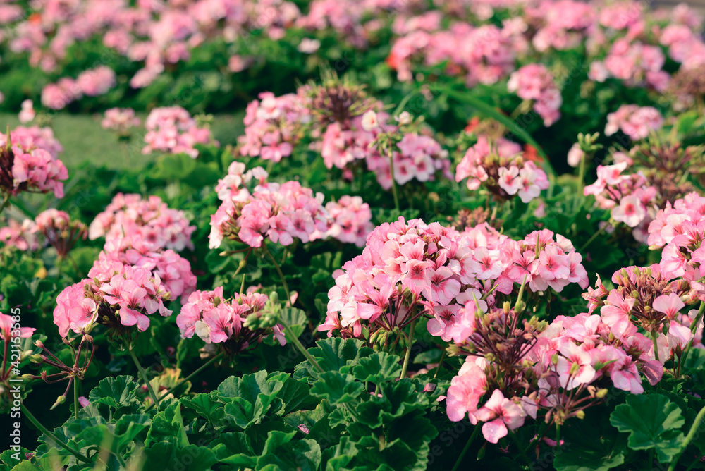 Pink geranium flower blossom in a garden, Spring season Pink geranium flower blossom in a garden, Spring season