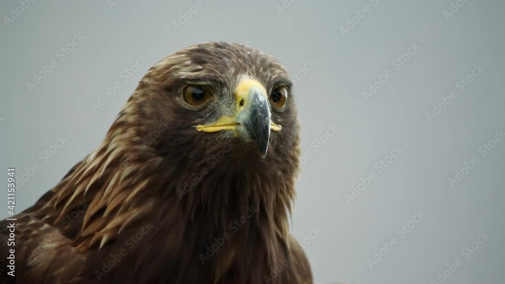 Close-up shot of a golden eagle in the Austrian alps. Close-up shot of a golden eagle in the Austrian alps.