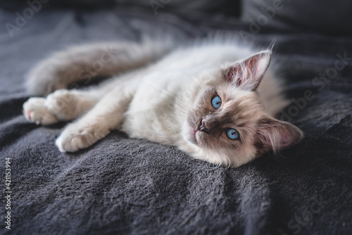 Fotografie closeup of a rag doll kitten lying on the sofa