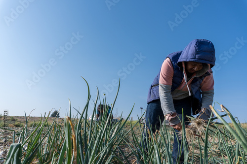 a farmer harvesting ripe onions on a farm