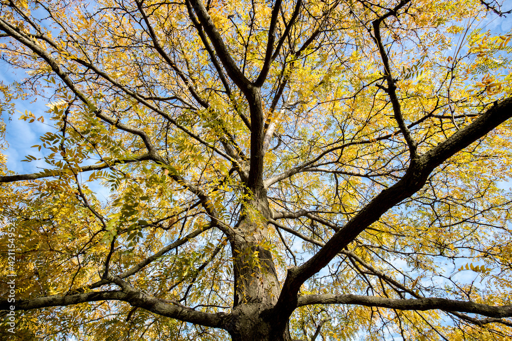 Looking up into the tree in autumn in Spokane, Washington.