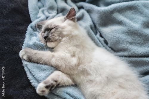little rag doll cat sleeping on the soft blanket 