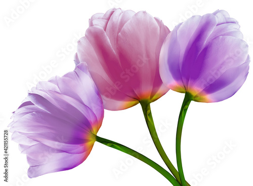purple  flowers tulips on a white  isolated background with clipping path. Close-up. Flowers on the stem. Nature.