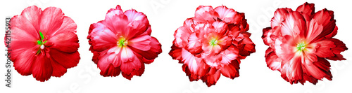 set red flowers on the black isolated background with clipping path. Close-up. Flowers on the stem. Nature.