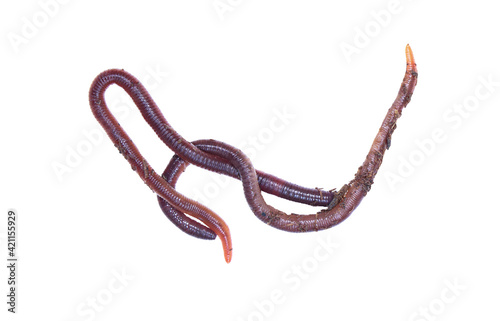 Couple of earthworm live red worms isolated on white background with clipping path., (African Night Crawler) .