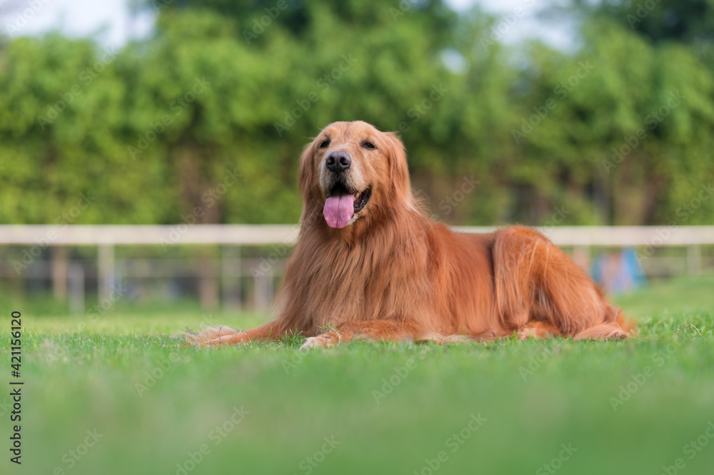Golden Retriever lying on the grass and resting