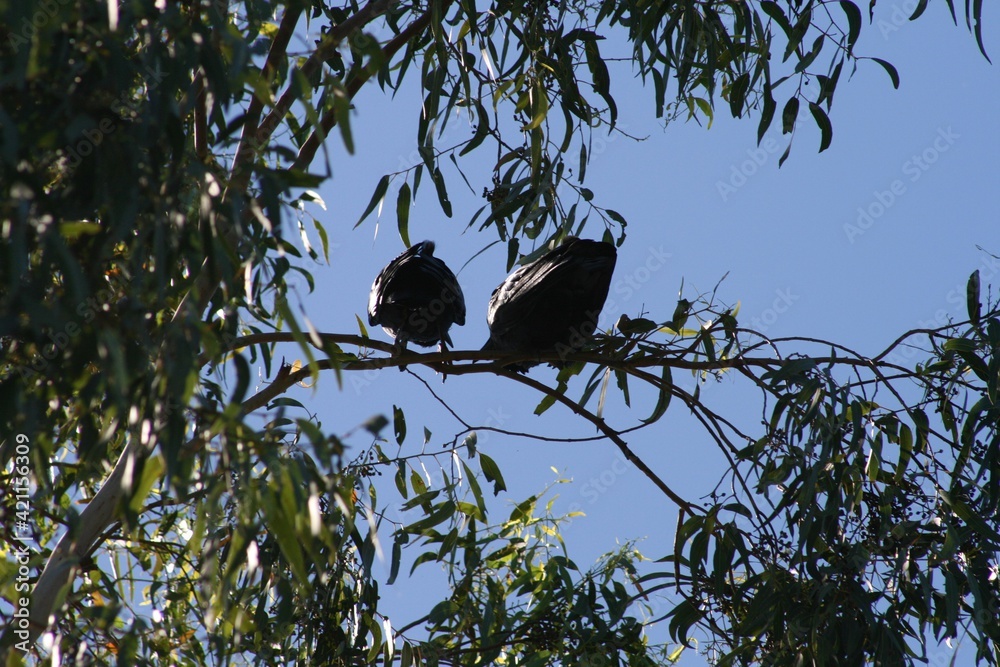 Two black Australian crows perched on branch of eucalyptus tree with blue sky background on sunny summer day Two black Australian crows perched on branch of eucalyptus tree with blue sky background on sunny summer day