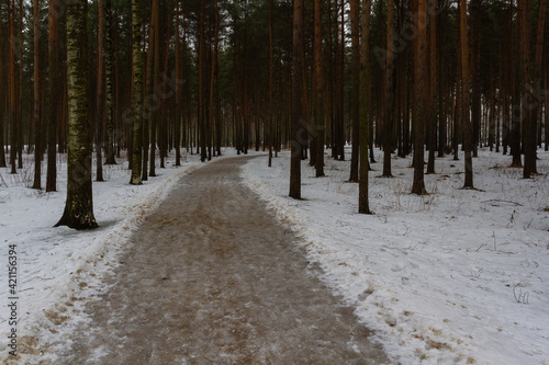A path in a city forest park. Pine trees, snow on the ground. Cloudy weather, gloomy.