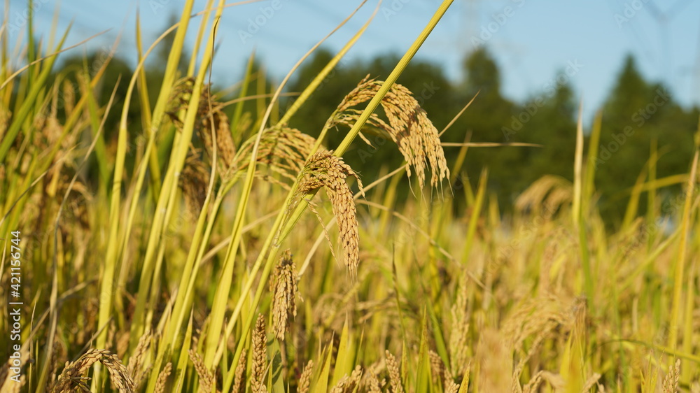 Fototapeta premium The harvest rice field view full of the yellow ripe rice in the farm field
