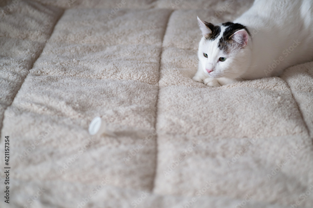 white cat preparing to jump on a toy, fluffy warm blanket, place for text