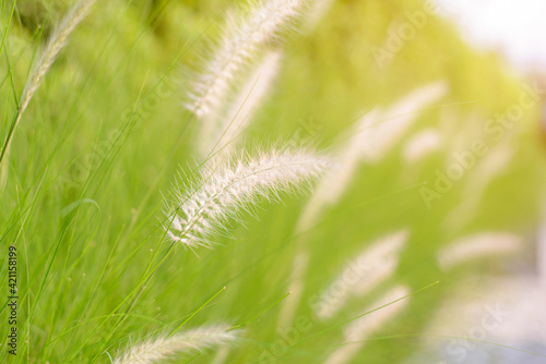 Green grass and white flowers bloom in the morning sunlight in the backyard English garden with copy space using as background natural green plants landscape  ecology  fresh wallpaper concept.