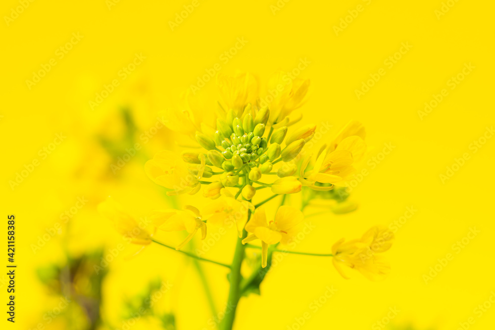 菜の花のスタジオショット