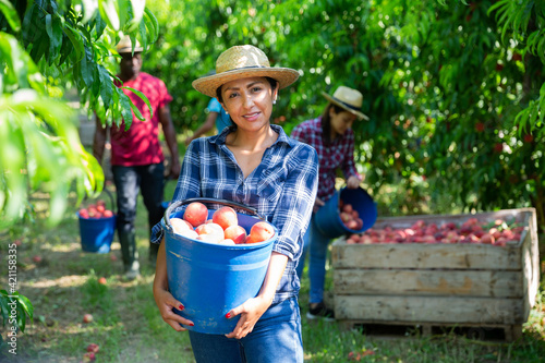Latino woman with bucket of ripe peaches in the orchard on sunny day