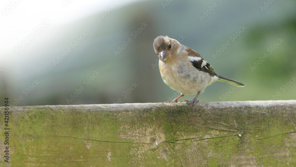 Fototapeta premium Chaffinch sitting on a fence UK