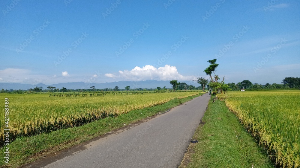 street Rice fields