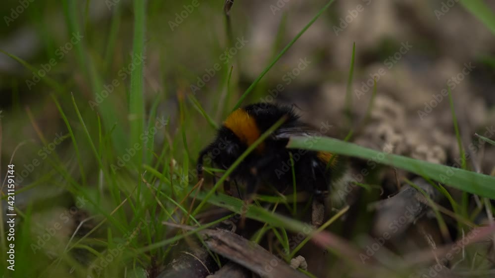 Dead bumble bee on the grassy floor, pesticides and climate changes Dead bumble bee on the grassy floor, pesticides and climate changes