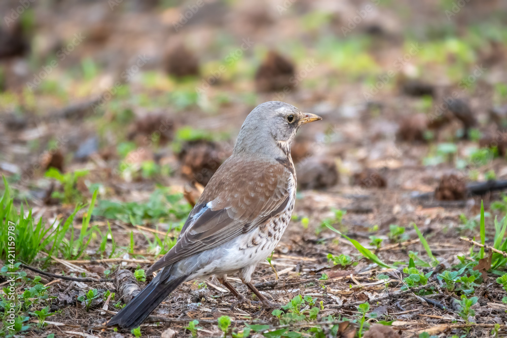 Wood bird Fieldfare, Turdus pilaris, on a sprng lawn. Wood bird Fieldfare, Turdus pilaris, on a sprng lawn.